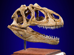 Allosaurus - dinosaur skull replica