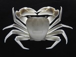 Articulated Crab (Pachygrapsus crassipes)