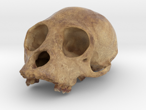 PrimA001 - Cranium Unknown species in Full Color Sandstone