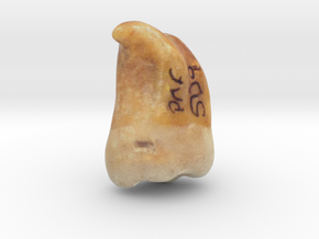 Human Tooth UM3 [PMF500] in Full Color Sandstone