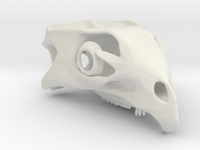 Aquilops americanus 1:1 - Cranium  in White Natural Versatile Plastic