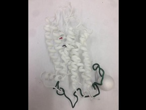 Encephalopsin Protein in White Natural Versatile Plastic: 28mm