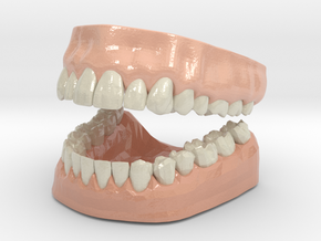 3D Teeth and Gum in Glossy Full Color Sandstone