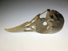 Bird Skull - Macro in White Natural Versatile Plastic