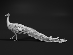Indian Peafowl 1:10 Walking Peacock in White Natural Versatile Plastic