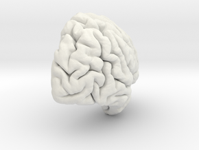 Right Brain Hemisphere 1/1 in White Natural Versatile Plastic