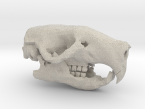 Rat Skull in Natural Sandstone
