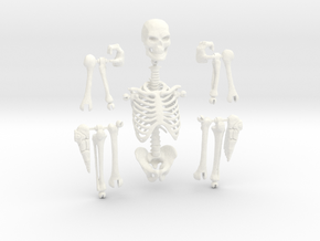 Articulated Skeleton  in White Processed Versatile Plastic
