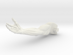 AnatomyR-arm in White Natural Versatile Plastic