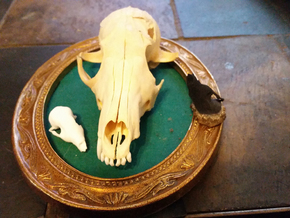 Fox Skull 3D Scan in White Natural Versatile Plastic