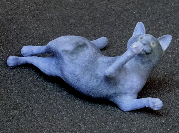 Playing Gray Chartreux in Full Color Sandstone