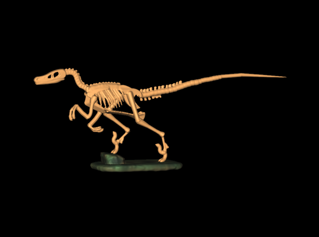  Dinosaurs Story Velociraptor Skeleton Full Color  in Smooth Fine Detail Plastic