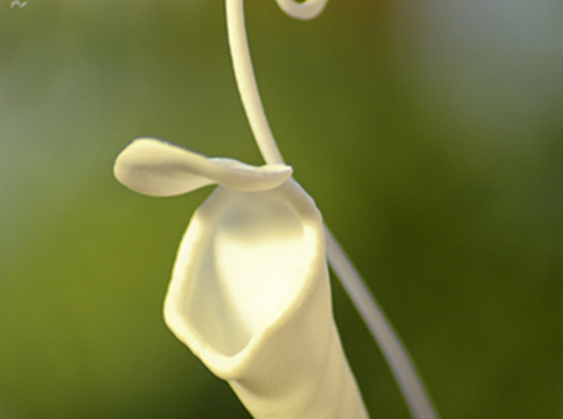 Pitcher Plant Sortacenia in White Processed Versatile Plastic