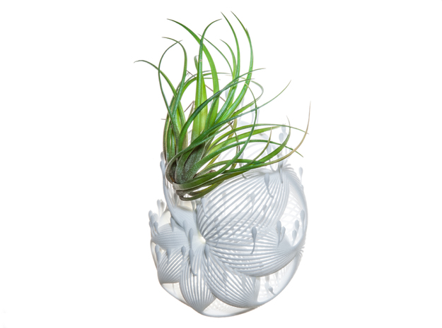 Bulbophyllum Plurispora Planter in White Natural Versatile Plastic
