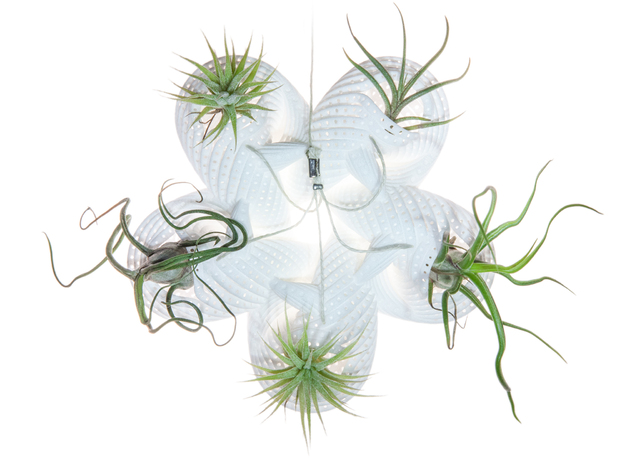 Bulbophyllum Astrum Planter in White Natural Versatile Plastic