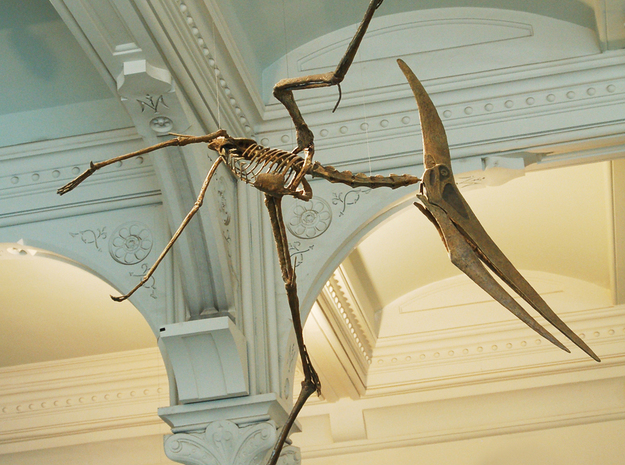 Pteranodon Skull Earring Pair in Natural Silver