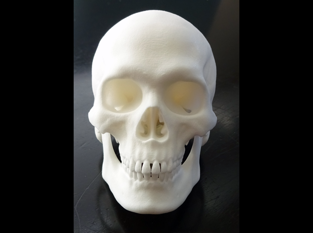 Realistic Human Skull With Removable Jaw V.2.00 in White Natural Versatile Plastic