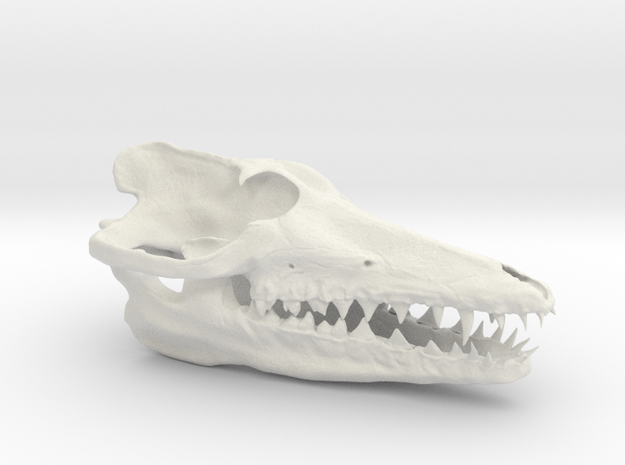 Pakicetus skull half size in White Natural Versatile Plastic