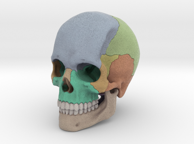 Artist Sculpted Skull For Reference in Full Color Sandstone
