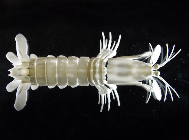 Articulated Mantis Shrimp (O. scyllarus) in White Natural Versatile Plastic