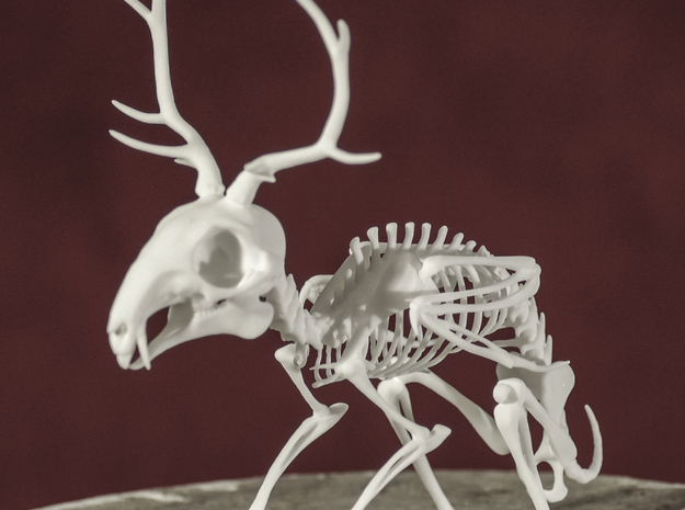 Wolpertinger Skeleton in White Natural Versatile Plastic