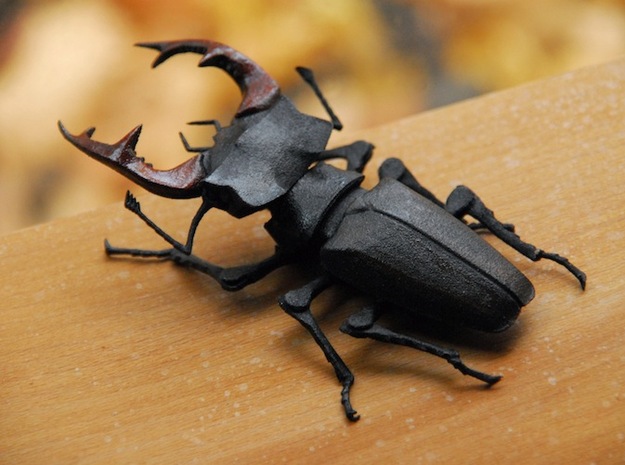 Articulated Stag Beetle (Lucanus cervus)