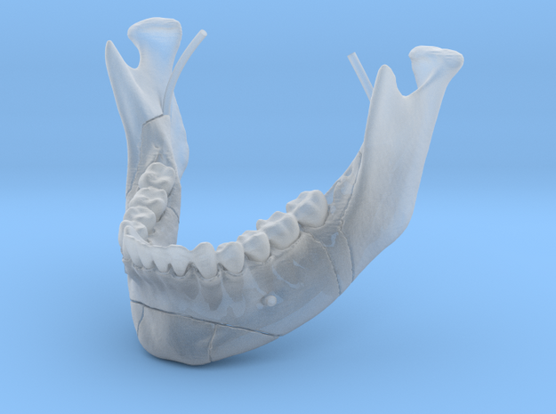 Subject 1a |  Mandible in Tan Fine Detail Plastic