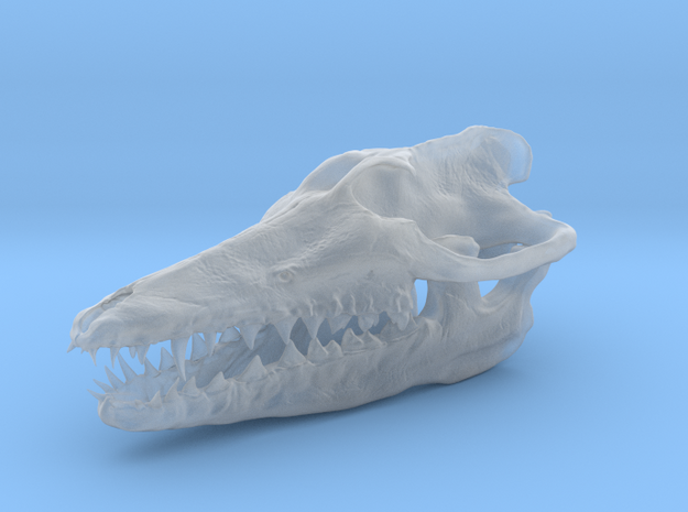 2cm. pakicetus skull in Smooth Fine Detail Plastic
