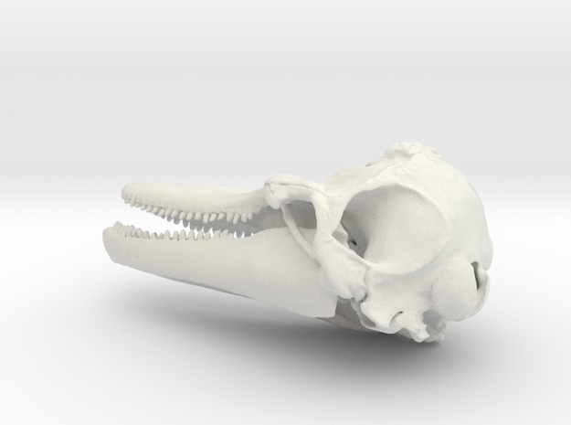 Tursiops Bottlenose Dolphin skull pendant in White Natural Versatile Plastic