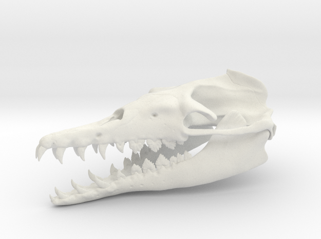 Basilosaurus Skull