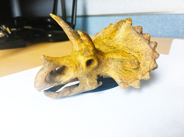Triceratops Skull in White Natural Versatile Plastic: Small