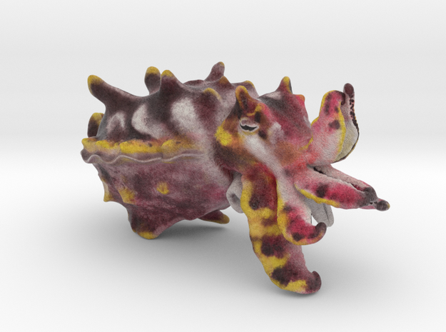 Flamboyant Cuttlefish in Full Color Sandstone