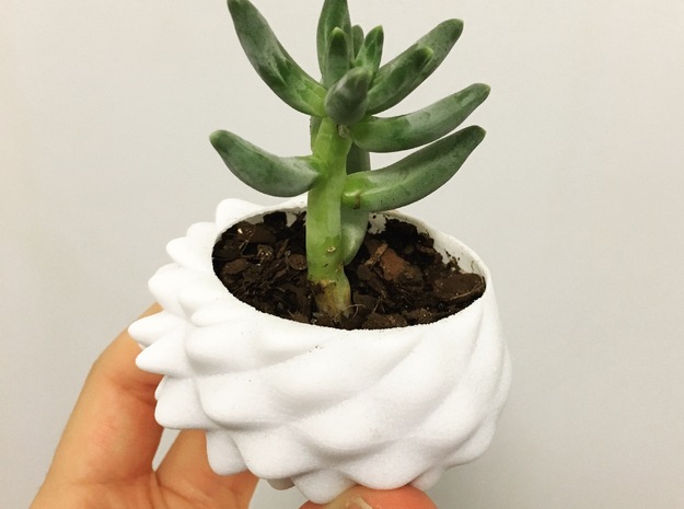 Bumpy Succulent Planter - Small in White Processed Versatile Plastic