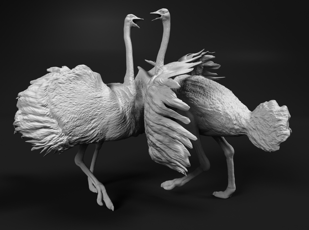 Ostrich 1:6 Fighting Pair in White Natural Versatile Plastic
