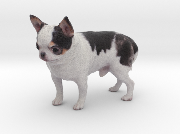 Scanned Chihuahua Dog -889 in Full Color Sandstone