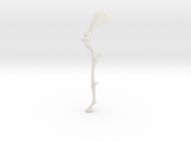 HorseSkeleton_LeftForelimb_18cmtall in White Natural Versatile Plastic