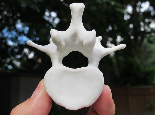 Lumbar Vertebra in Natural Sandstone