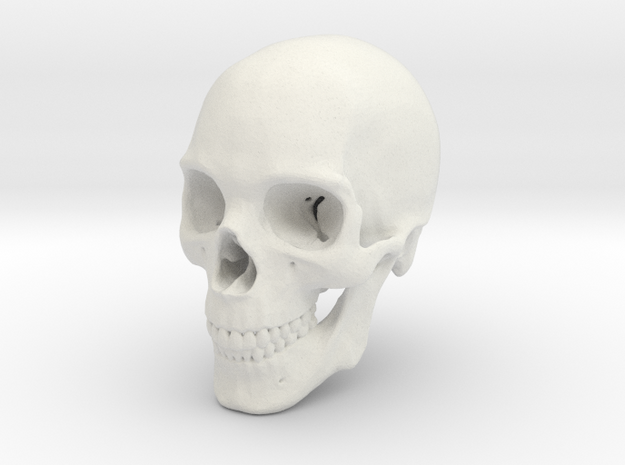 Human Skull 1:6 in White Natural Versatile Plastic