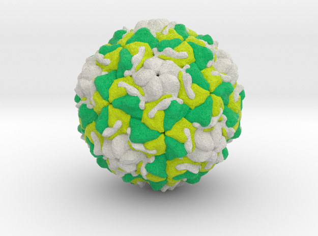 Rhinovirus Serotype 2 in Full Color Sandstone