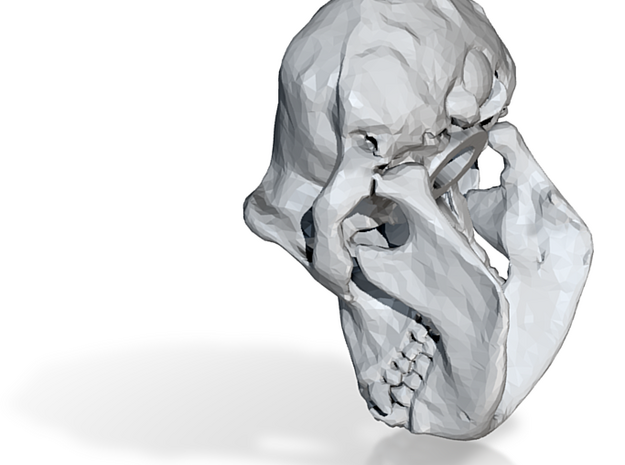 chimp skull 20mm fixed (repaired) decimate1 in Tan Fine Detail Plastic