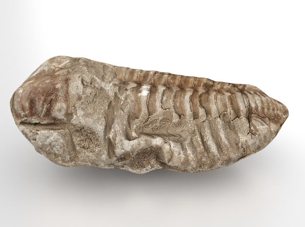 Trilobite - Fossil in Full Color Sandstone