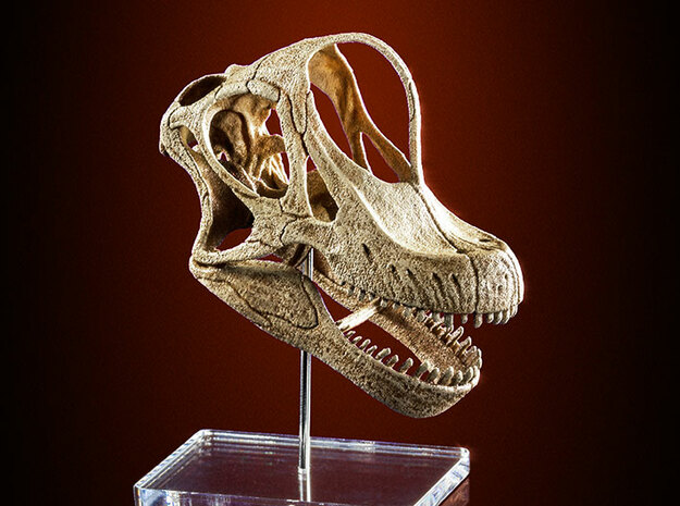 Giraffatitan - dinosaur skull replica in White Natural Versatile Plastic: 1:12
