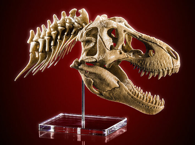 Tyrannosaurus - dinosaur skull and neck vertebrae in White Natural Versatile Plastic: 1:20