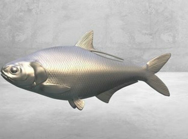 Gizzard Shad 170mm (6.7") in White Processed Versatile Plastic