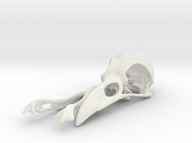 Crow Skull in White Natural Versatile Plastic