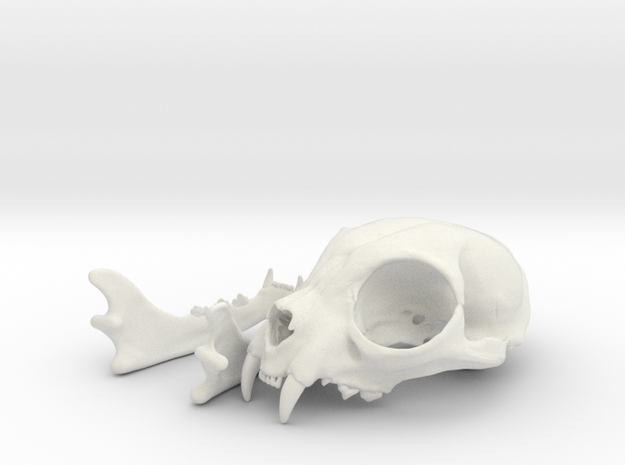 Cat Skull in White Natural Versatile Plastic
