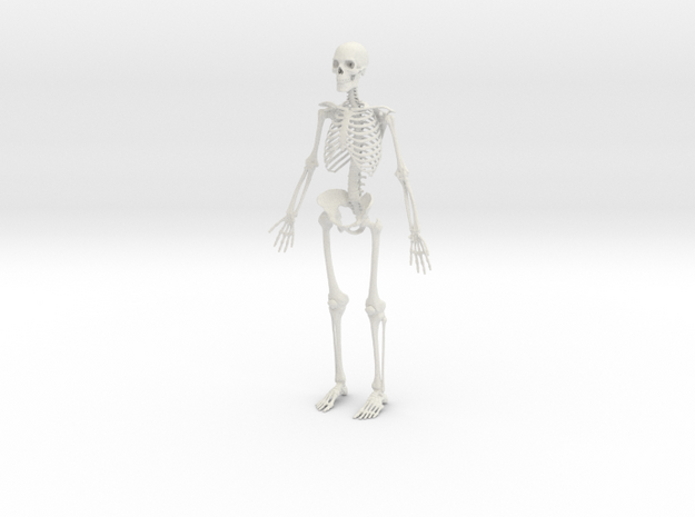 Human Skeleton -1:6 scale (30 cm) in White Natural Versatile Plastic