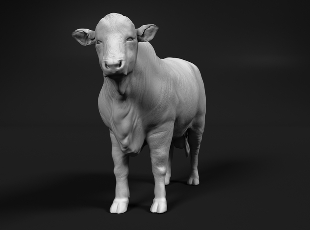Santa Gertrudis 1:16 Standing Bull in White Natural Versatile Plastic