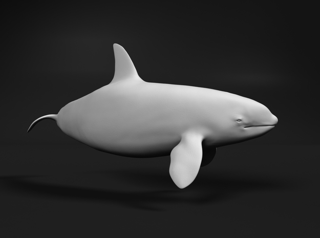Killer Whale 1:64 Swimming Female 3 in White Natural Versatile Plastic