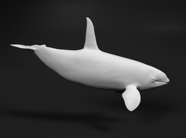 Killer Whale 1:64 Swimming Male in White Natural Versatile Plastic